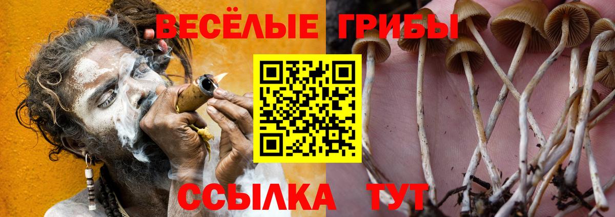 Псилоцибиновые грибы Psilocybe  Псилоцибиновые грибы Psilocybine cubensis  Лениногорск  Вход с VPN 
